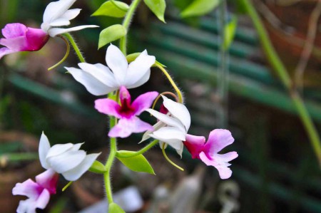 orchidée jardin