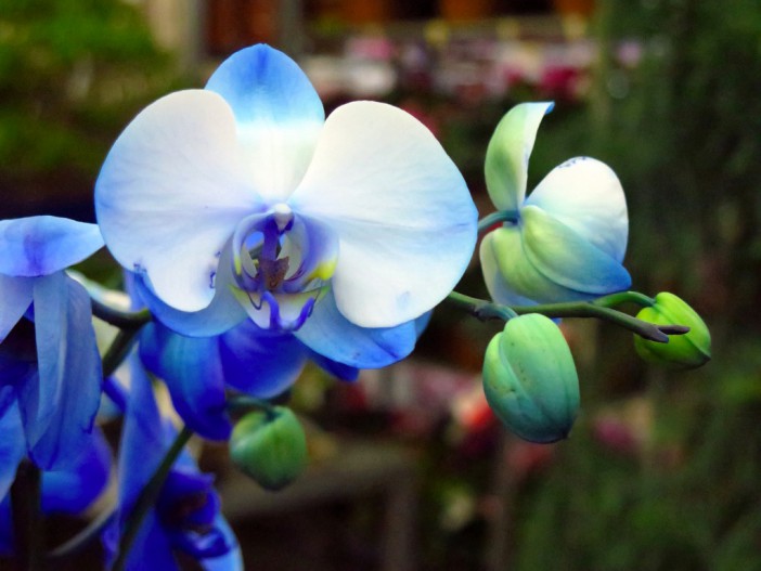 L'orchidée : une fleur de longue floraison : astuces et entretien